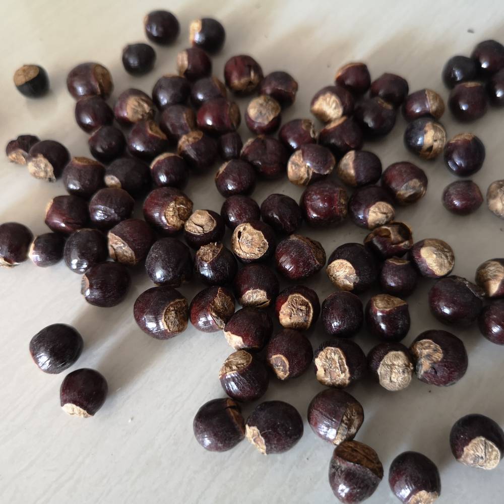 出售龙眼核龙眼核价格