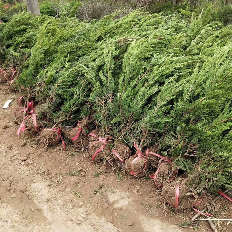 江苏地区高度50公分龙柏条树苗多少钱一棵盆栽花境花坛苗价格咨询 中国供应商