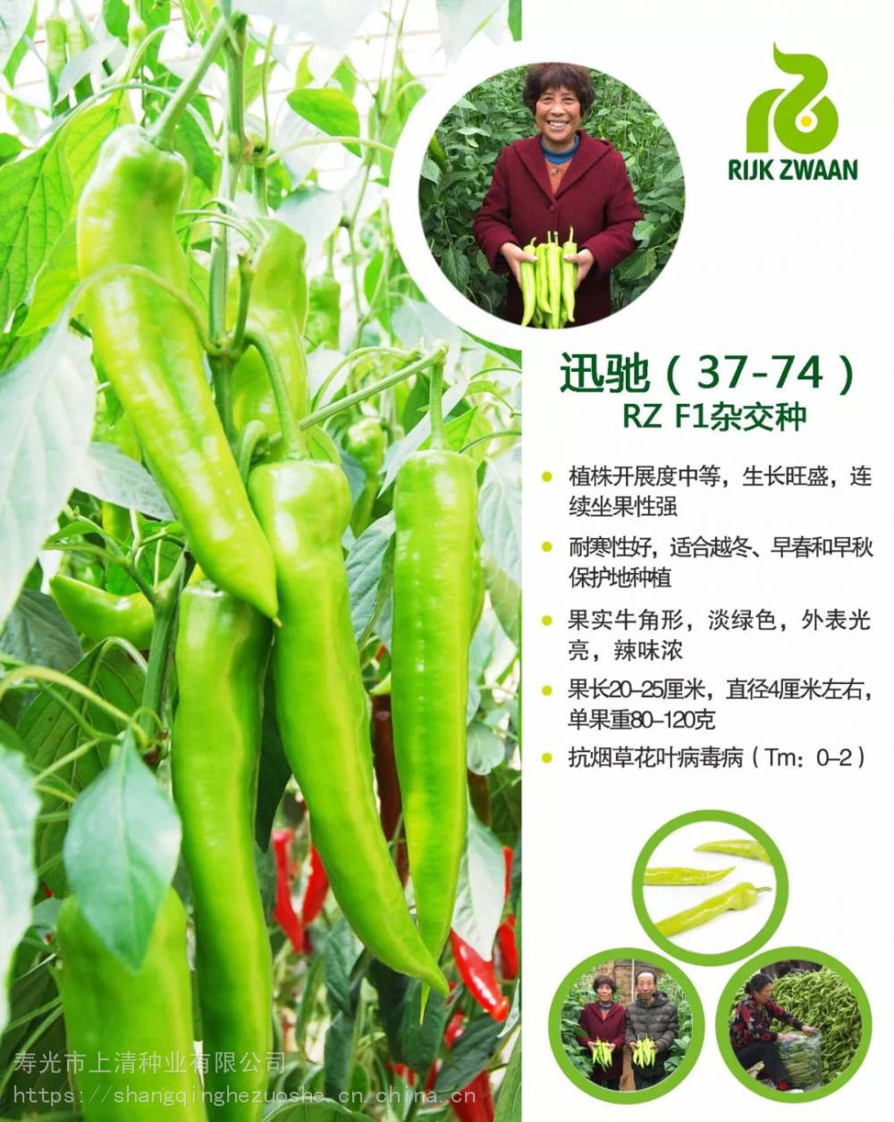 供应瑞克斯旺迅驰3774尖椒陇椒3794种子夏之光冬之光图片