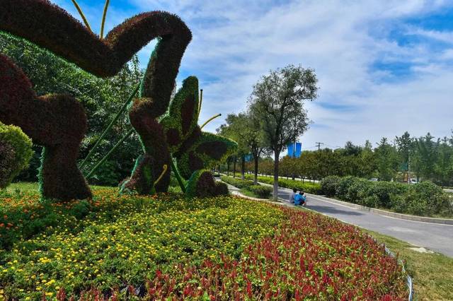 陕西延安菊花造型摆件真植物绿雕生产厂家