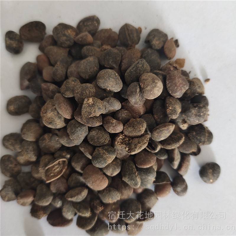 新采摘林木种子紫玉兰种子发芽率高价格便宜批发价