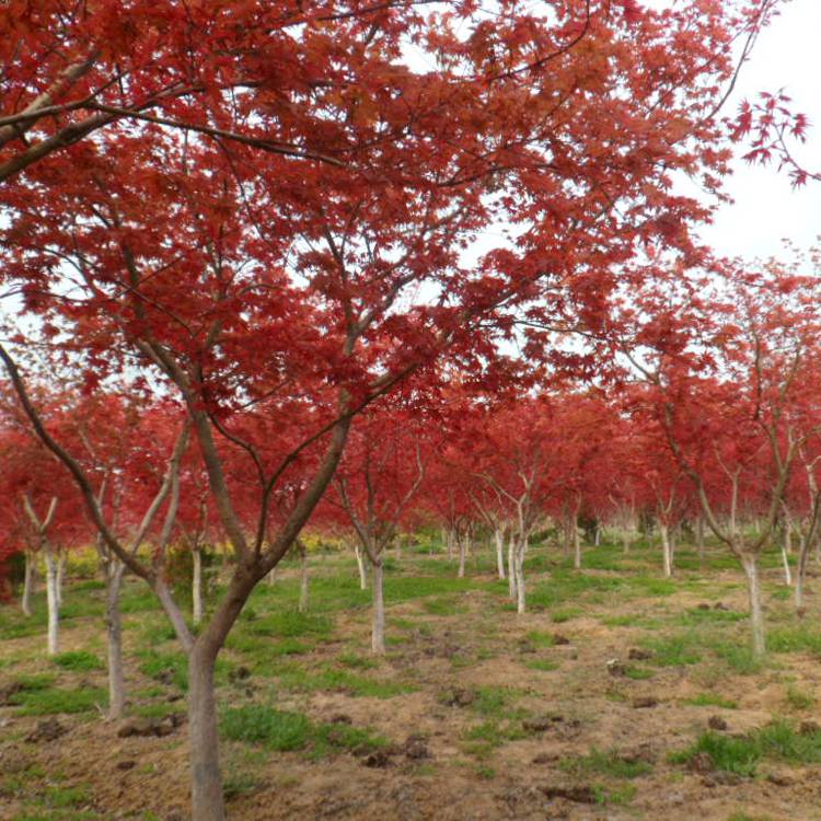 苗圃紅楓紅楓小苗紅楓樹苗工程綠化紅楓苗