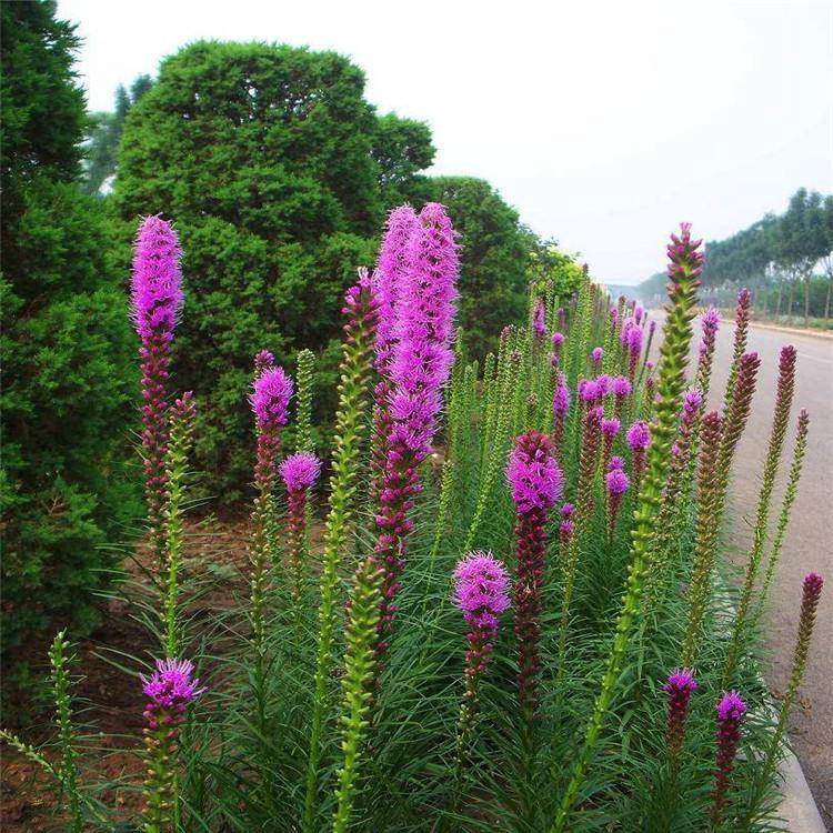 大量供应蛇鞭菊 绿化草花 蛇鞭菊小苗