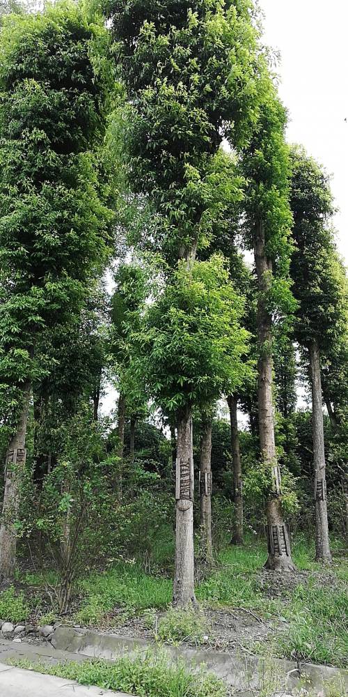 天目山引種小葉楨楠樹苗基地小葉楨楠風景樹