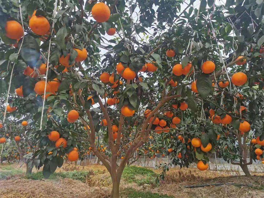 红美人柑橘树有多大图片