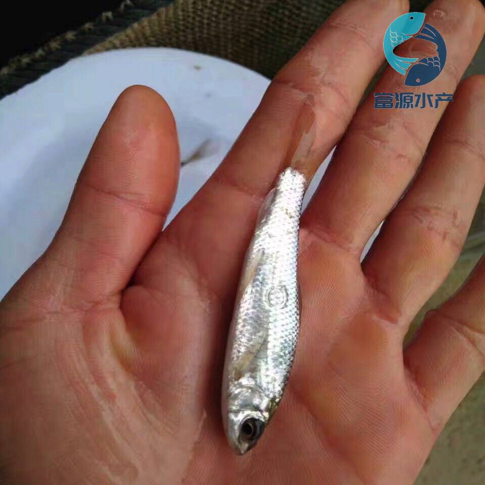 鱼苗场主营产品有:淡水白鲳鱼苗,大口鲶鱼苗,本地塘虱鱼苗,埃及塘鲺