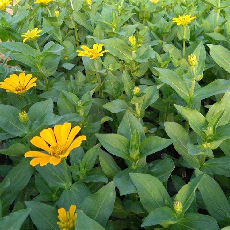 百日草种植基地百日草价格百日草种苗品质好的百日草种苗