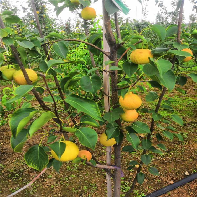 供應植株健壯玉露香梨樹苗清地處理大規格杜梨苗