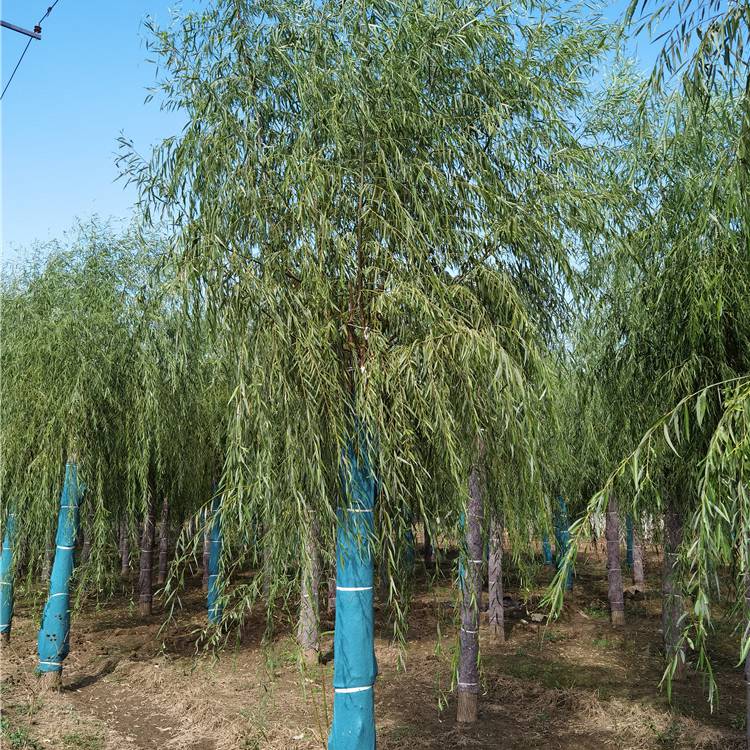 速生青垂柳合作长久内蒙古垂柳友好合作