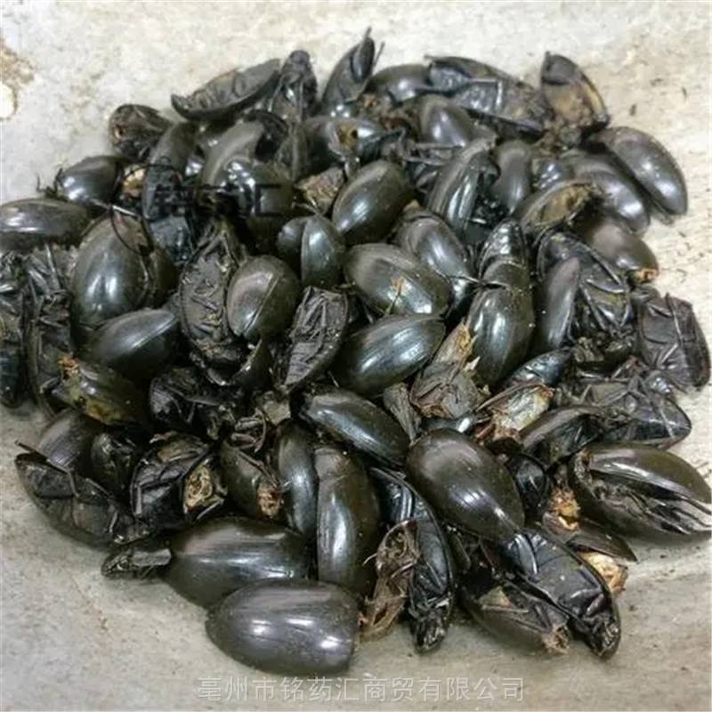 正宗天然水鳖虫供应中药材龙虱产地批发无硫选货批发