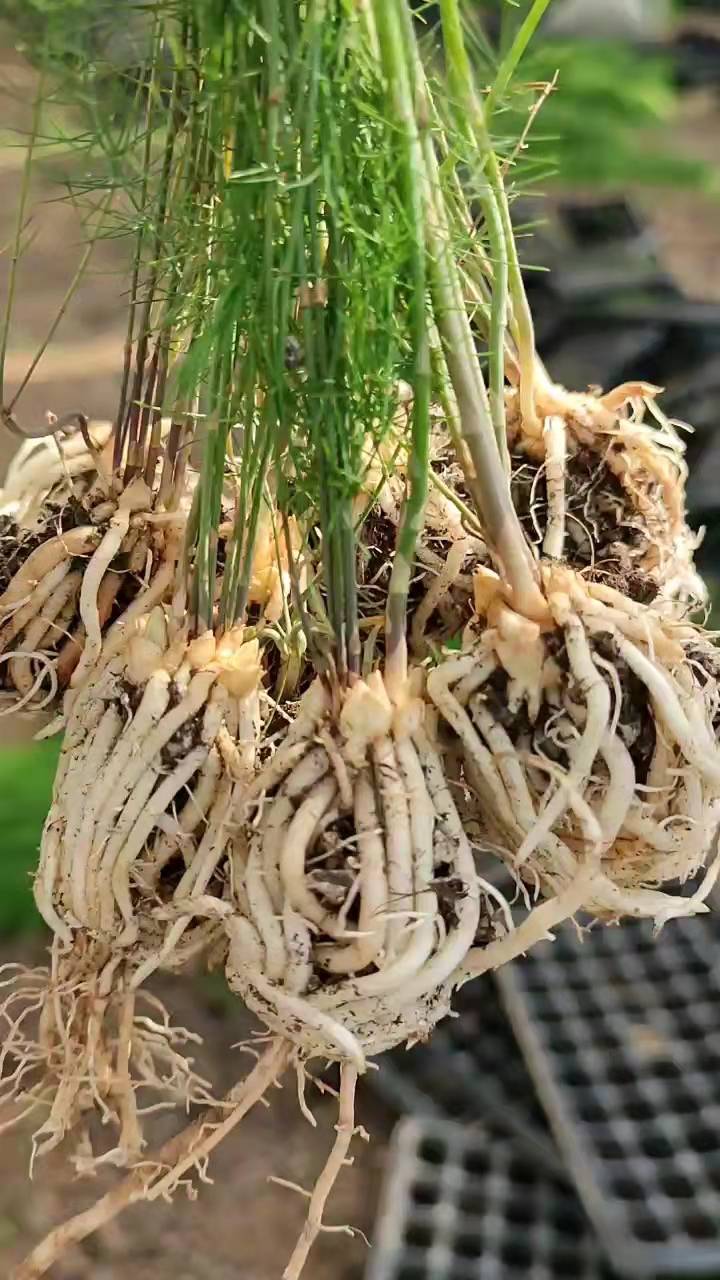 只卖杂交一代芦笋苗,产量高,基地***顺丰包邮