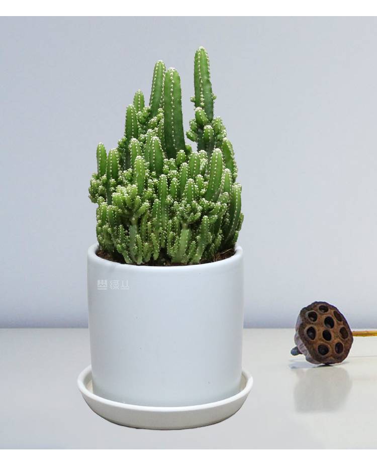 万重山盆栽武汉植物办公室净化空气防辐射绿植黑胶盆