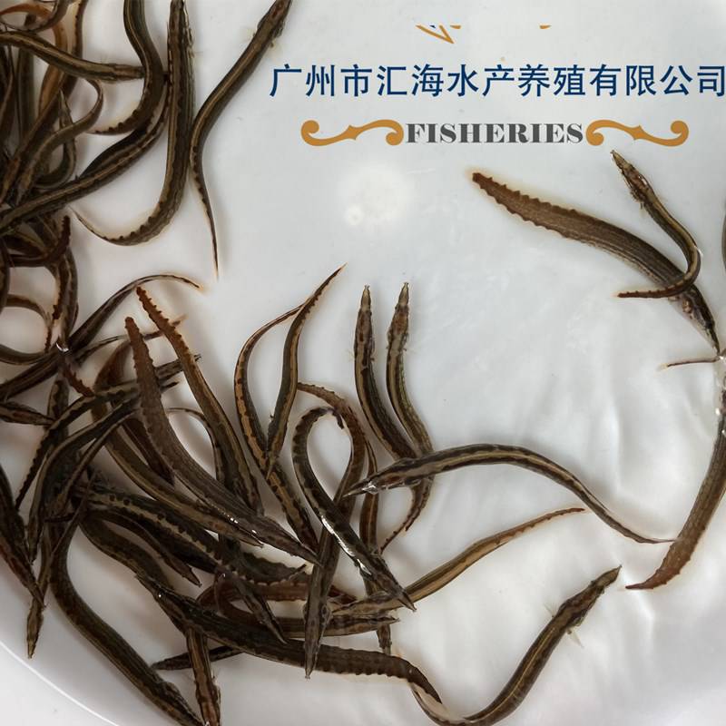 特種魚苗中華大刺鰍魚苗批發刺鰍魚苗鋼鰍刀鰍魚苗石錐魚豬麻鋸魚苗