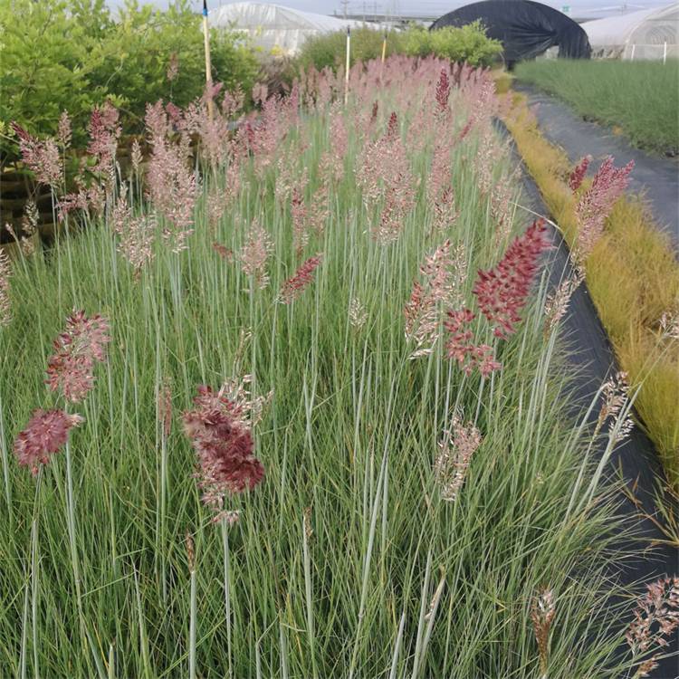 出售坡地毛冠草水土保持绿化观赏草花糖蜜草小杯苗