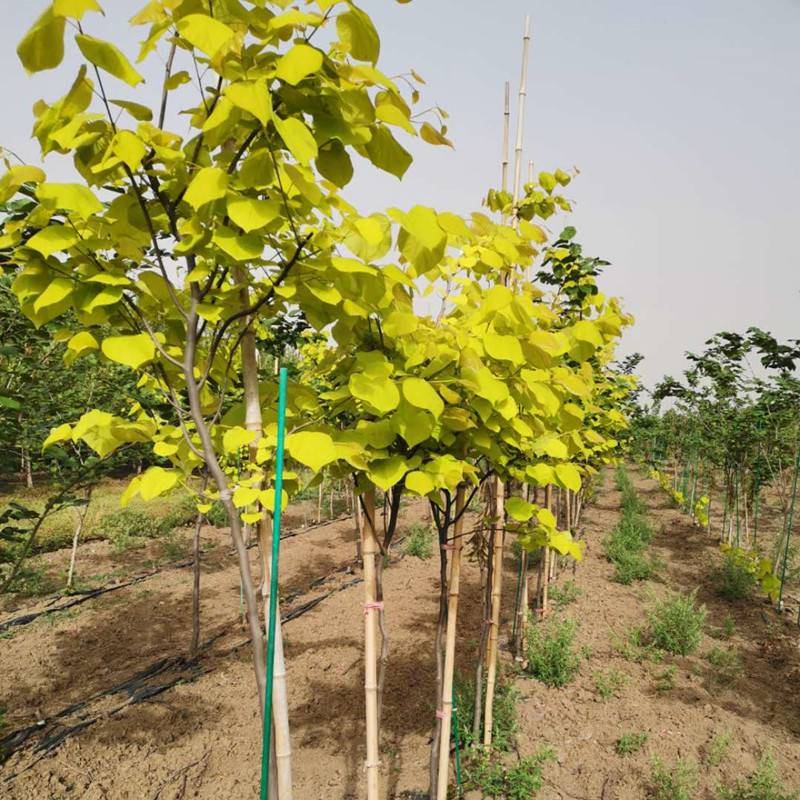 加拿大紫荆金心小区庭院观赏造景行道防护树景区园林工程