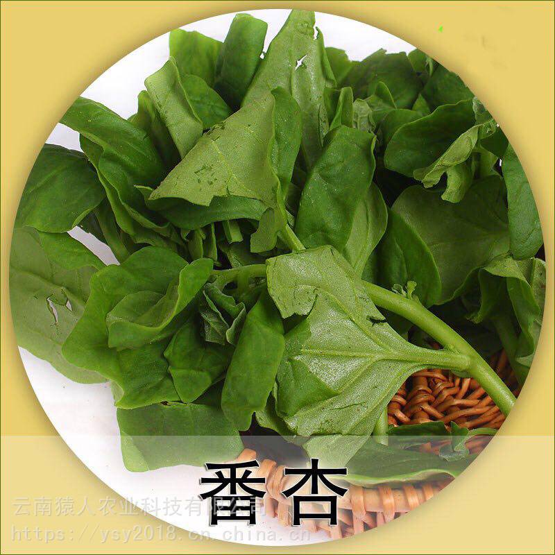 云南特产高原食材新鲜蔬菜番杏批发适合酒店餐馆家庭一件代发图片