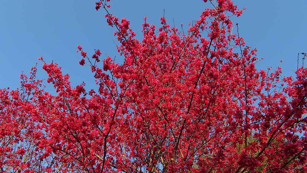 供应台湾钟樱花台湾牡丹樱早樱晚樱盆栽樱花行道树日本樱花批发出售
