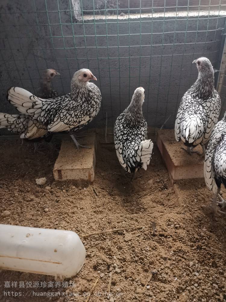 波兰观赏鸡黑白花波兰鸡细花纹波兰鸡