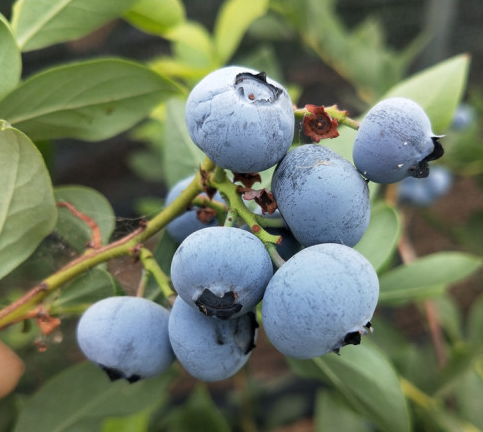 薄雾蓝莓苗基地