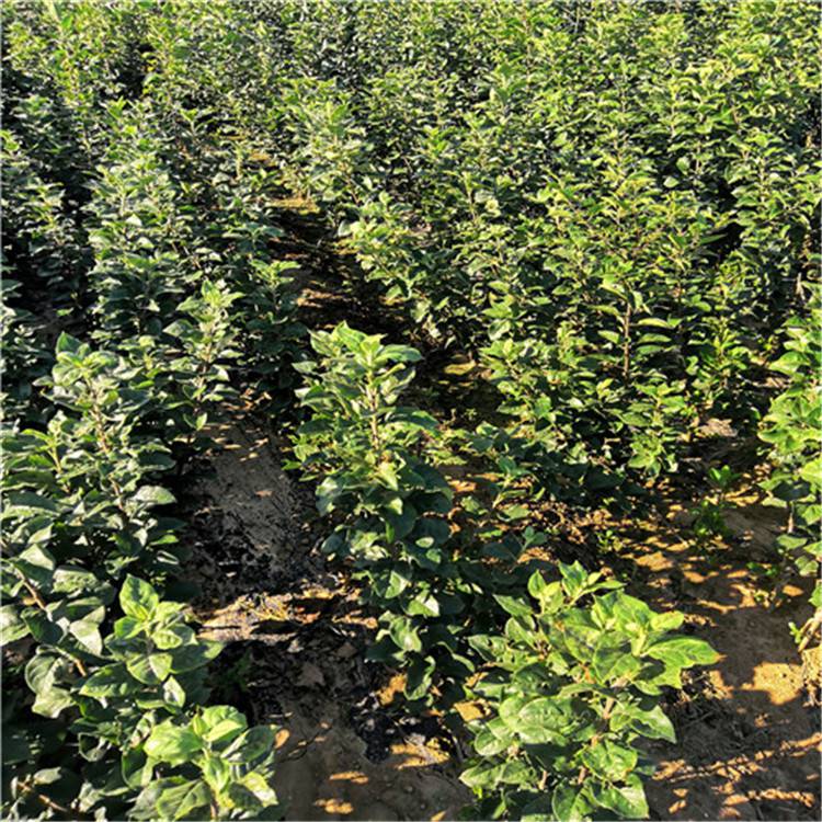 苹果树苗基地3公分苹果树苗价格2年苹果树苗山东果树苗