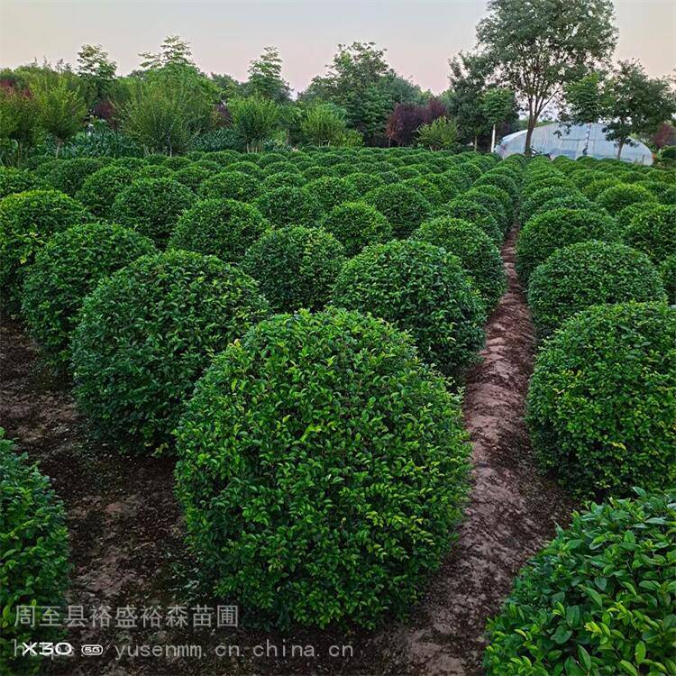 大叶黄杨球0.8-2.5米 布置庭院绿篱 大红叶石楠球 工厂苗木绿化
