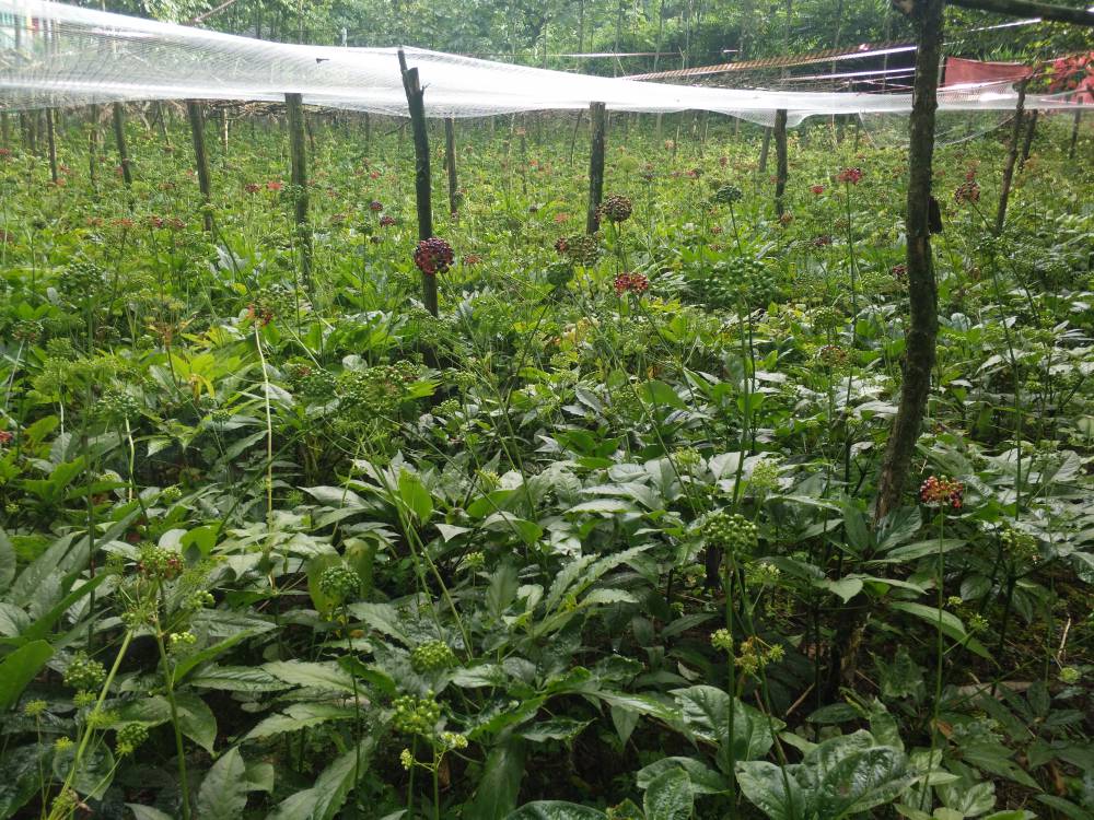 安徽合肥肥西竹节参市场前景七叶一枝花种苗农村种植什么药材好