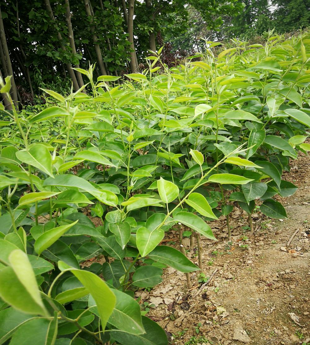 南岳梨苗一年的果树苗基地酥红梨树小苗