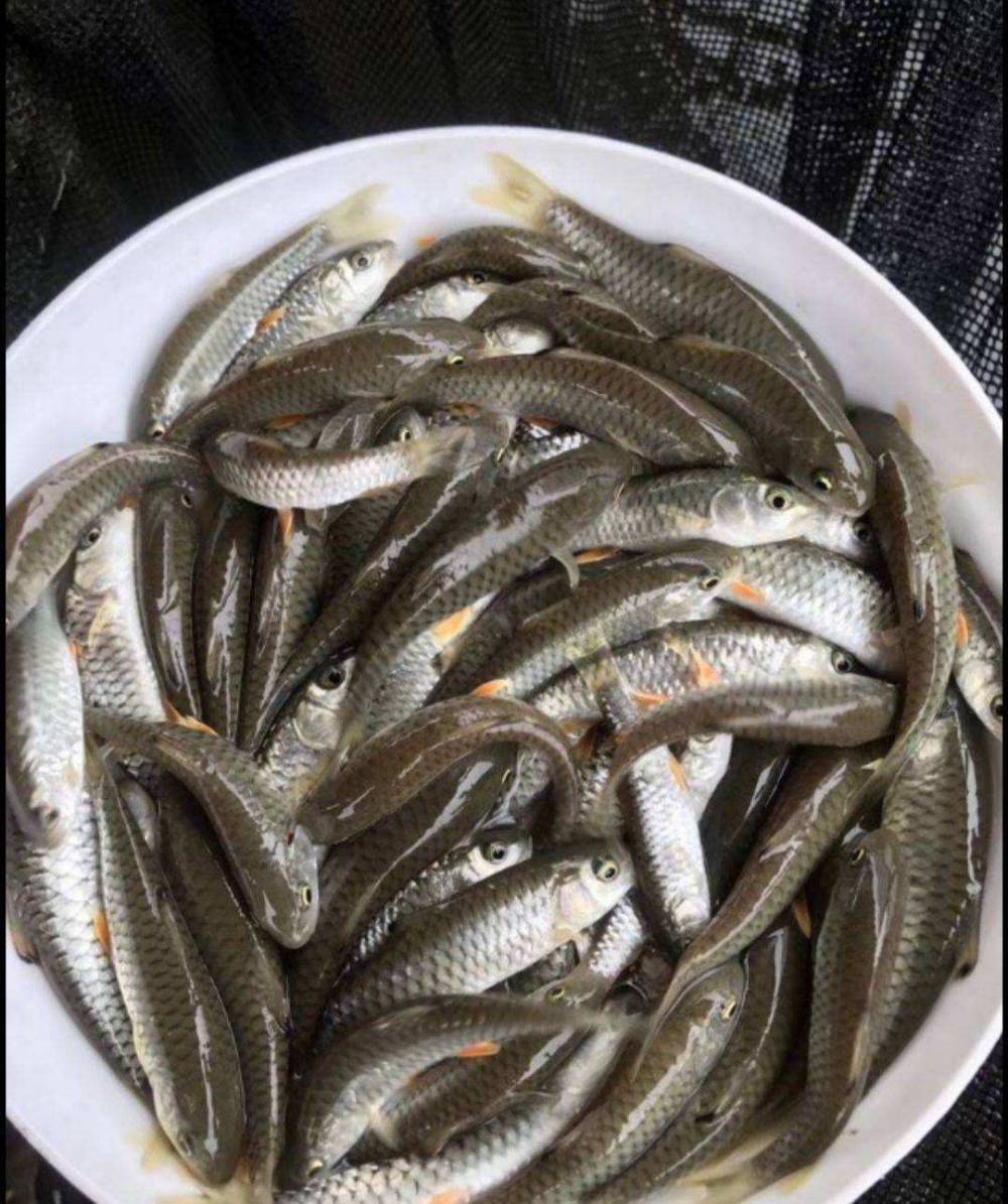 【水产养殖场供应军鱼苗 又名中华倒刺鲃 全国可发货 包邮包活】价格