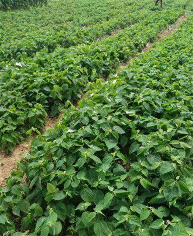 万寿果种苗万寿果苗哪里买