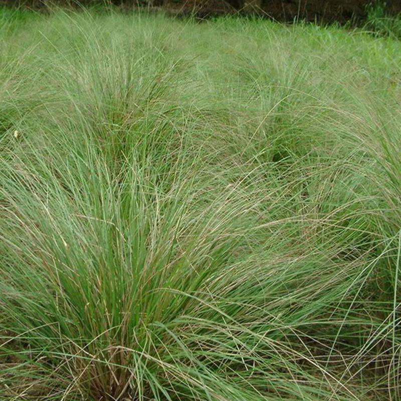 批发弯叶画眉草草坪种子低矮耐湿耐旱工程绿化护坡草坪草籽