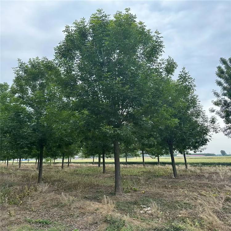 18公分白蜡丛生金叶白蜡行道庭荫观赏树适应性强