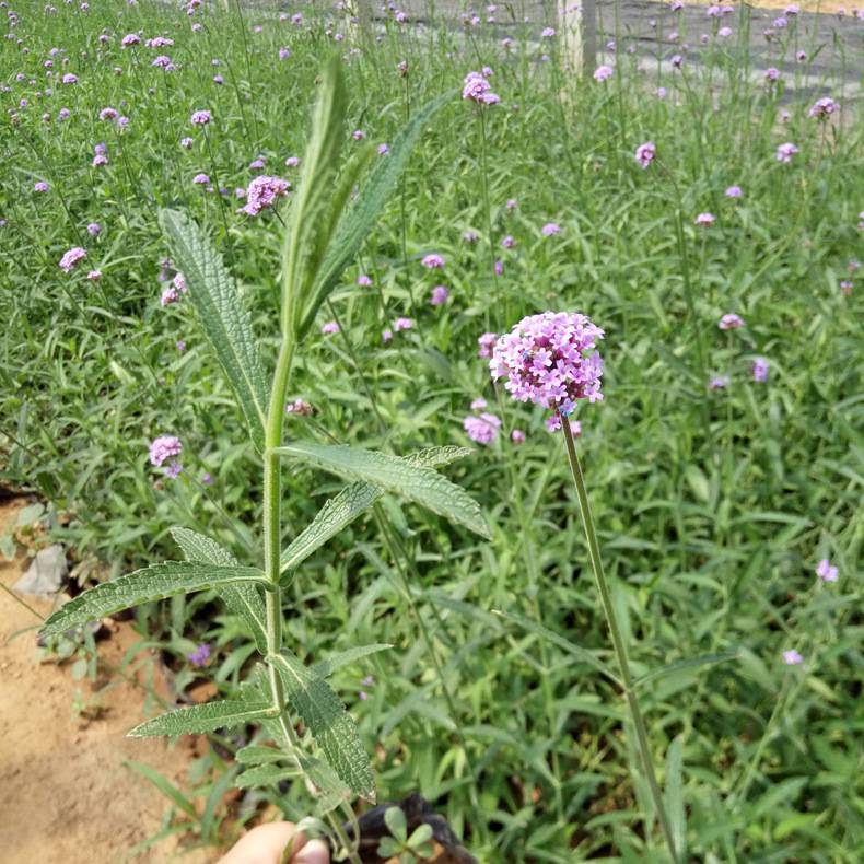 青州鑫超花卉苗木柳葉馬鞭草馬鞭草種植批發馬鞭草價格馬鞭草圖片