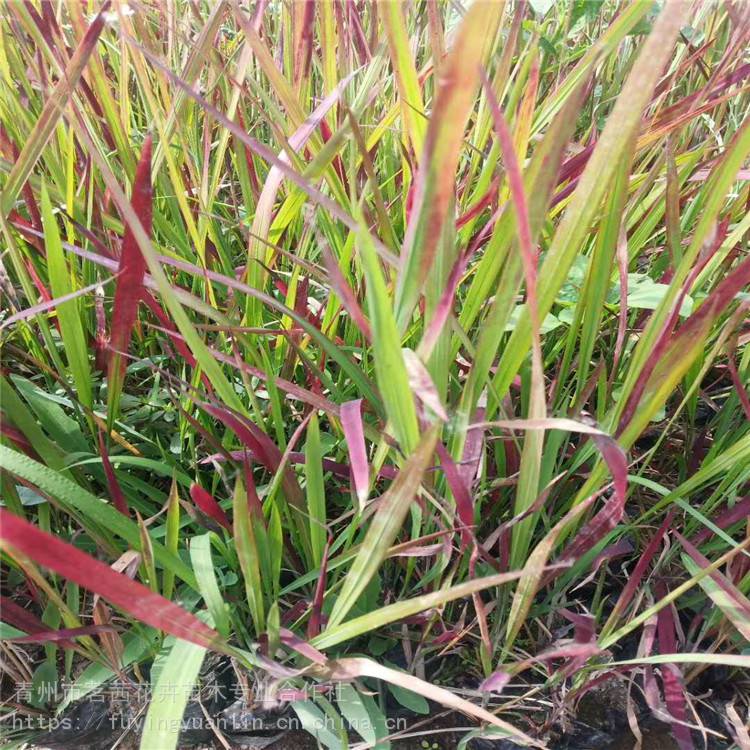 日本血草小苗批發日本血草育苗基地日本血草種植廠家圖片