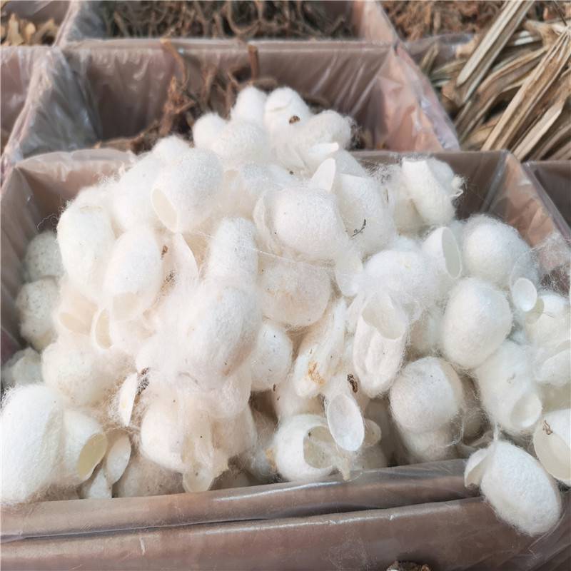 蚕衣中药蚕衣的功效蚕衣价格多少一斤