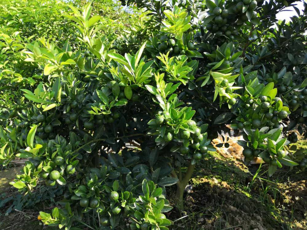 青金桔苗海南公孙桔四季青金桔苗