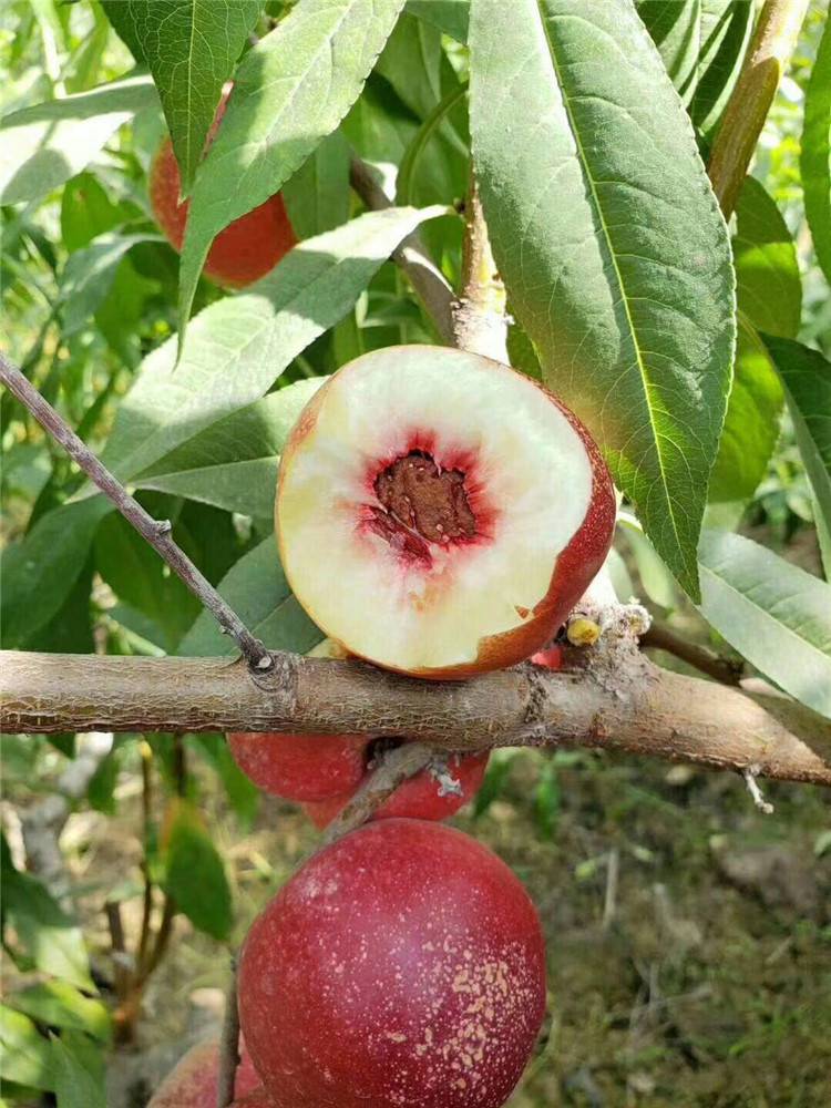 中油蟠13号桃树苗种植技术油蟠9号桃树苗施肥技术