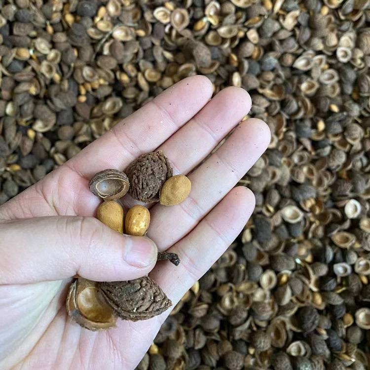 山毛桃种子山桃核种子2020年新采种子量大