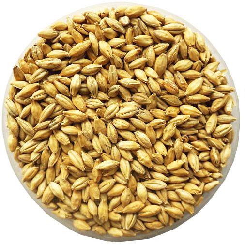 【供应啤酒原料 浅焦香麦芽】图片