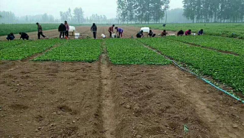 益母草种子的种植方法,益母草种子的批发价格,种植益母草的效益