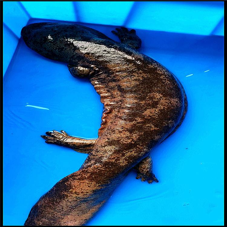 2020年河北娃娃鱼保定娃娃鱼价格批发娃娃鱼基地