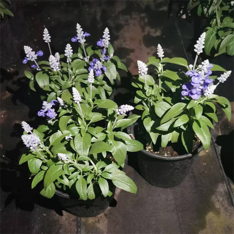 草天藍鼠尾草(salvia uliginosa)又名沼生鼠尾草,為唇形科多年生植物