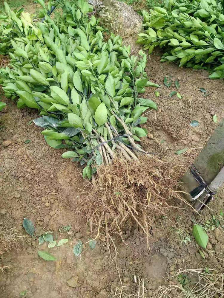 四川葡萄柚苗基地山东甜葡萄柚苗批发浙江现挖现发