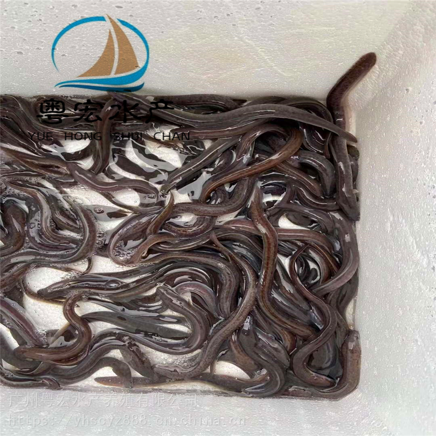 巴彦淖尔鳝鱼苗鳗鱼苗淡水河鳗鱼苗花鳗鱼苗欧洲鳗鱼苗欢迎来电订购