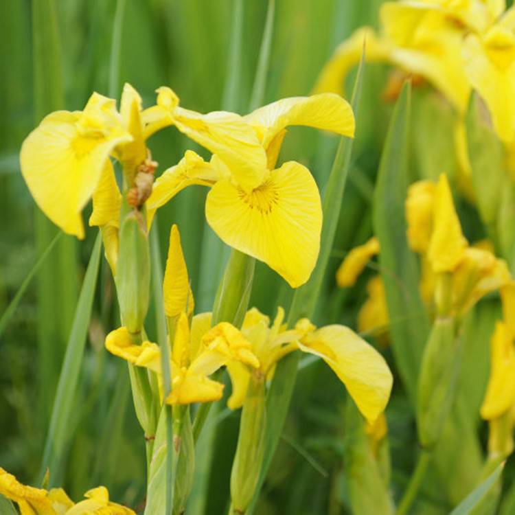 水生花卉黄菖蒲苗黄花鸢尾水陆两栖宿根植物批发