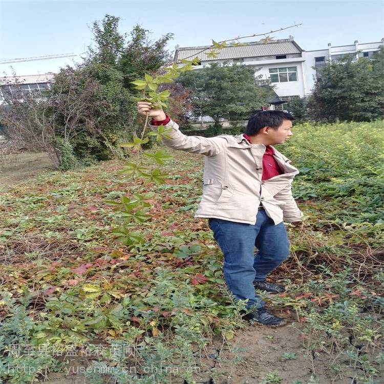 固原苗子爬墙虎直径 爬藤盆栽植物 爬山虎苗圃