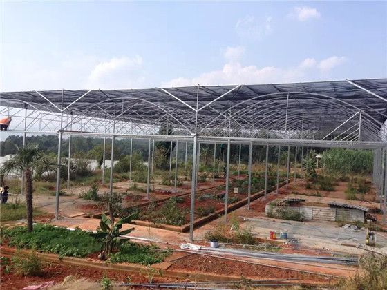 【云南玫瑰花专用棚厂家-云南玫瑰花专用棚-光明温室大棚(查看)】图片