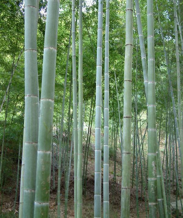 毛竹价格毛竹图片毛竹产地毛竹基地