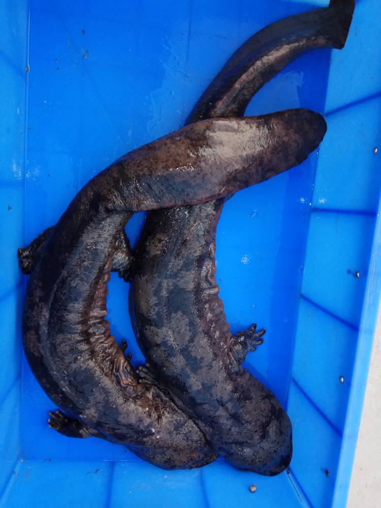 云南娃娃鱼价格今年商品娃娃鱼多少钱一斤娃娃鱼批发