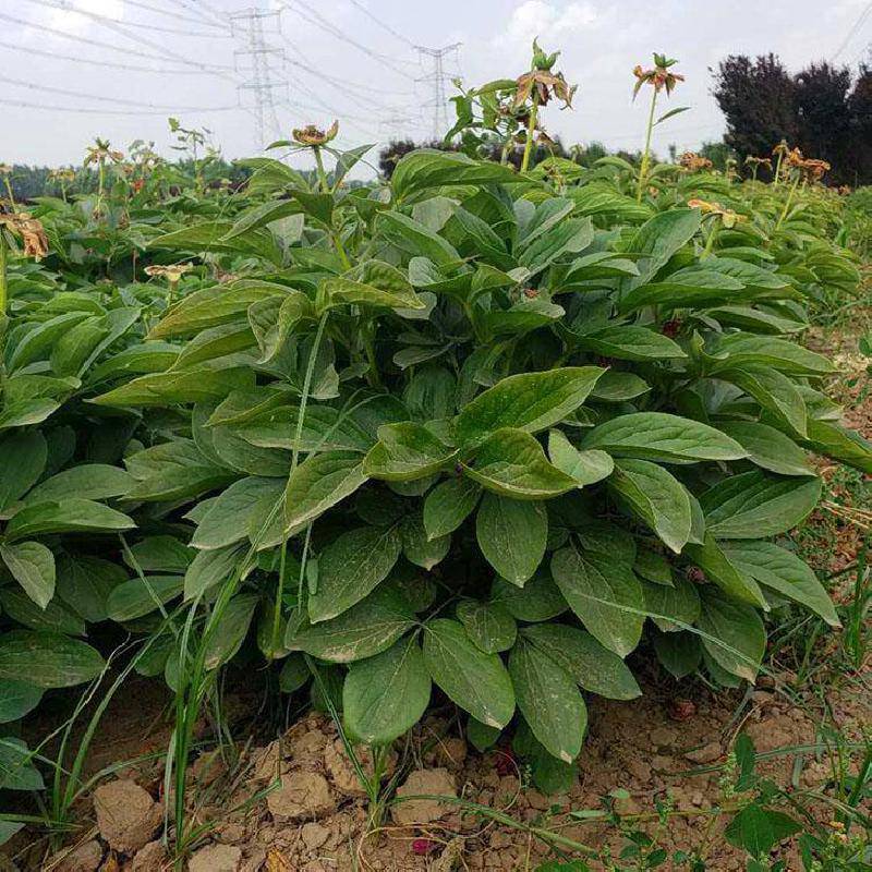 赤芍苗高产技术赤芍苗供货商