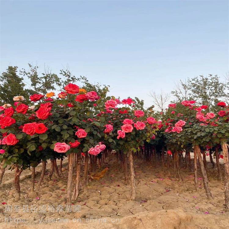 观花树苗能开8个月 西安月季*** 绿化风景树 咸阳月季树